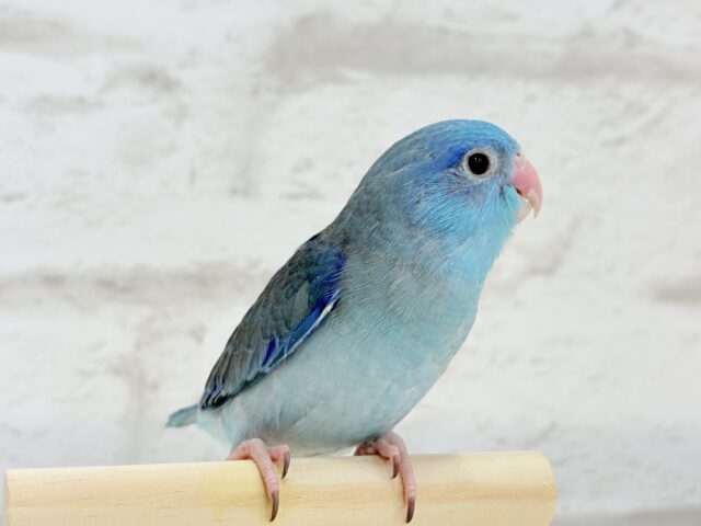 マメルリハ