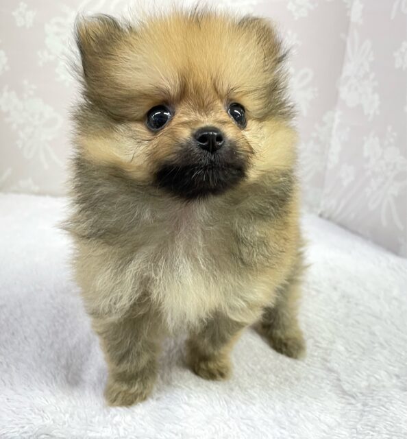 ポメラニアン