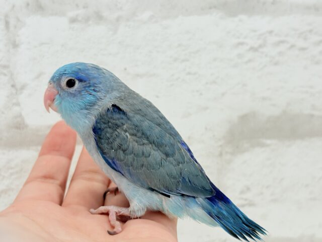 マメルリハ