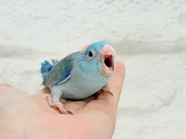 マメルリハ