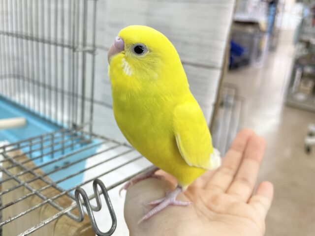 セキセイインコ