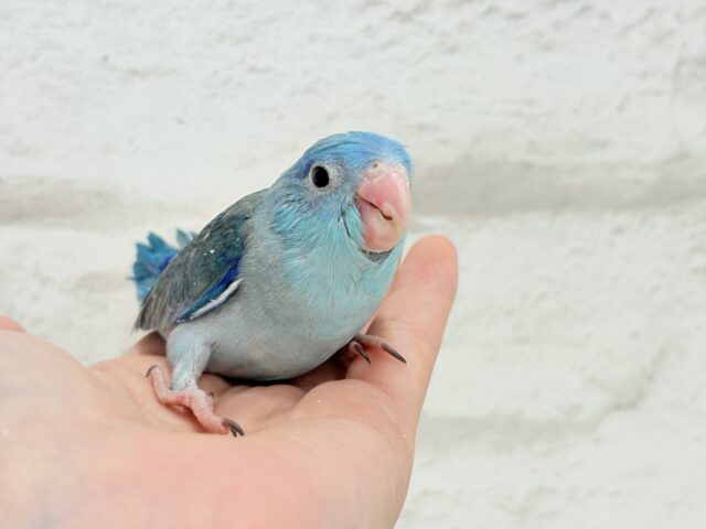 マメルリハ