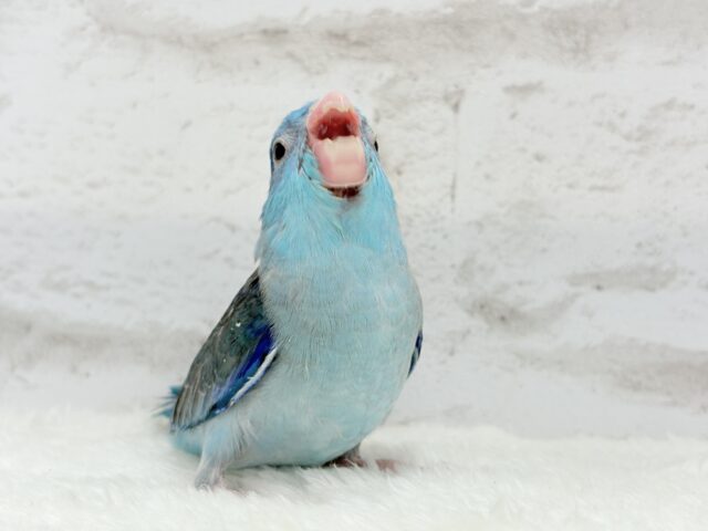 マメルリハ