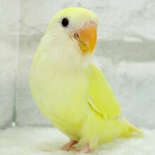 【最新画像更新🪄】クリーミーたまごちゃん🐣💛コザクラインコ(クリームルチノー)