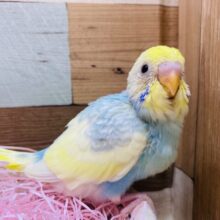 あわ〜くて100点満点の可愛さなんです🥰セキセイインコ（パステルレインボーパイド）🌈