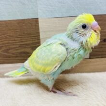 今回もやってきましたよ〜✨エメラルドグリーンの美鳥さん💎セキセイインコのパステルカラーレインボー！