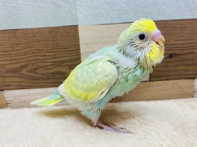 今回もやってきましたよ〜✨エメラルドグリーンの美鳥さん💎セキセイインコのパステルカラーレインボー！