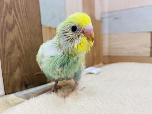 セキセイインコ