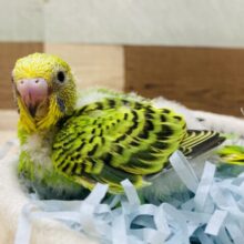 🪖将来の夢は冒険家🍃色んなところが気になっちゃう❗️セキセイインコのオパーリン🌟