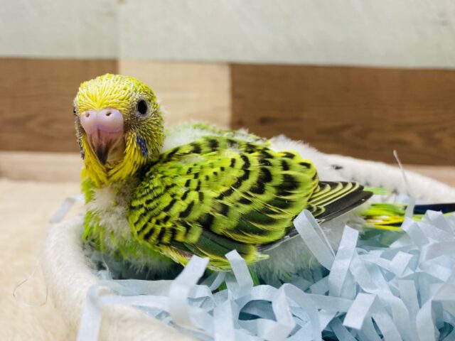 🪖将来の夢は冒険家🍃色んなところが気になっちゃう❗️セキセイインコのオパーリン🌟