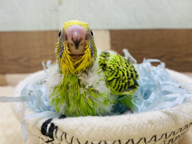 セキセイインコ
