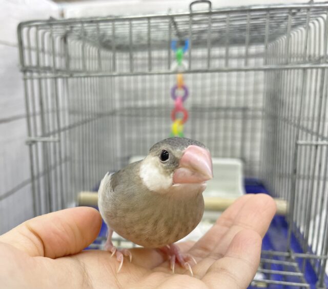 桜文鳥