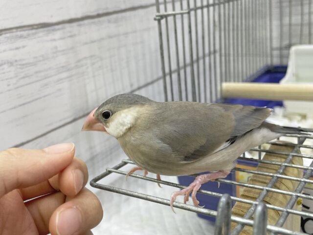 桜文鳥