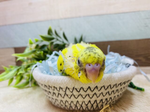 セキセイインコ