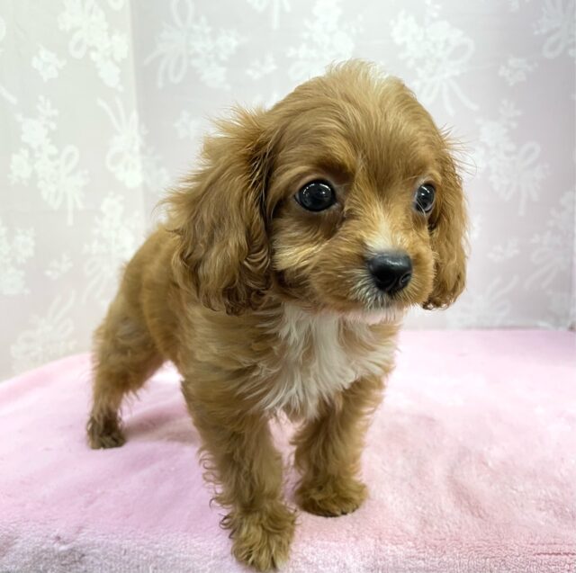 甘えん坊𝑮𝑰𝑹𝑳♬︎♡ハーフ犬(キャバリア✖️トイプードル︎)︎💕︎女の子︎💕︎2025年4月18日生まれ キャバプー