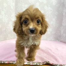 甘えん坊𝑮𝑰𝑹𝑳♬︎♡ハーフ犬(キャバリア✖️トイプードル︎)︎💕︎女の子︎💕︎2025年4月18日生まれ