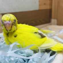 パキッとイエローで派手派手に✨黒が少なめ？セキセイインコの黄ハルクイン💛