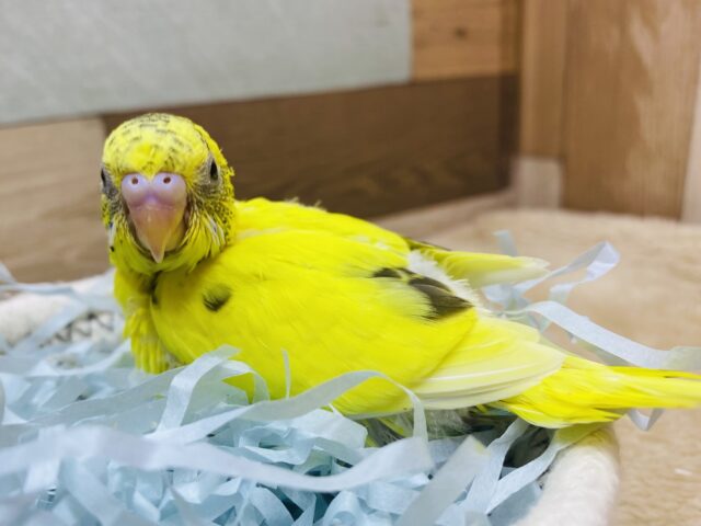パキッとイエローで派手派手に✨黒が少なめ？セキセイインコの黄ハルクイン💛