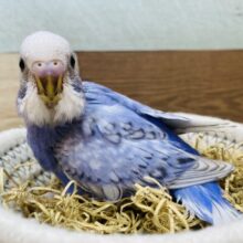 🎨アートで描かれたような素敵な模様に注目です‼️セキセイインコのスパングル💜