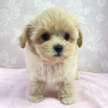 おもちゃ大好き(*ˊ˘ˋ*)♡ハーフ犬(マルチーズ✖️トイプードル)💖女の子💖2025年4月23日生まれ