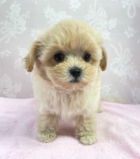 おもちゃ大好き(*ˊ˘ˋ*)♡ハーフ犬(マルチーズ✖️トイプードル)💖女の子💖2025年4月23日生まれ