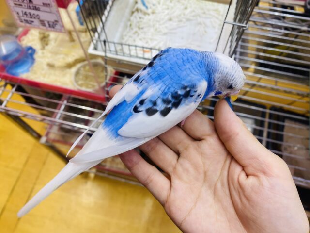 セキセイインコ
