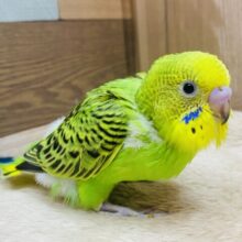 最新画像有ります❗️🪖将来の夢は冒険家🍃色んなところが気になっちゃう❗️セキセイインコのオパーリン🌟