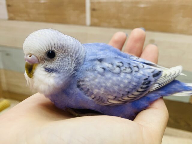 最新画像有ります❗️🎨アートで描かれたような素敵な模様に注目です‼️セキセイインコのスパングル💜