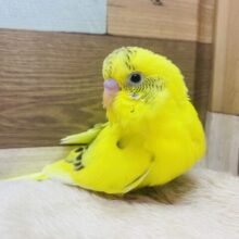 最新画像有ります🌟パキッとイエローで派手派手に✨黒が少なめ？セキセイインコの黄ハルクイン💛