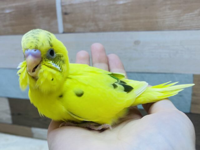 セキセイインコ