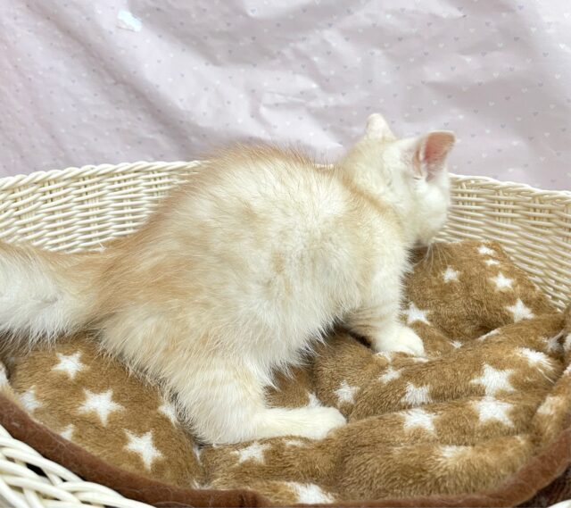 マンチカン