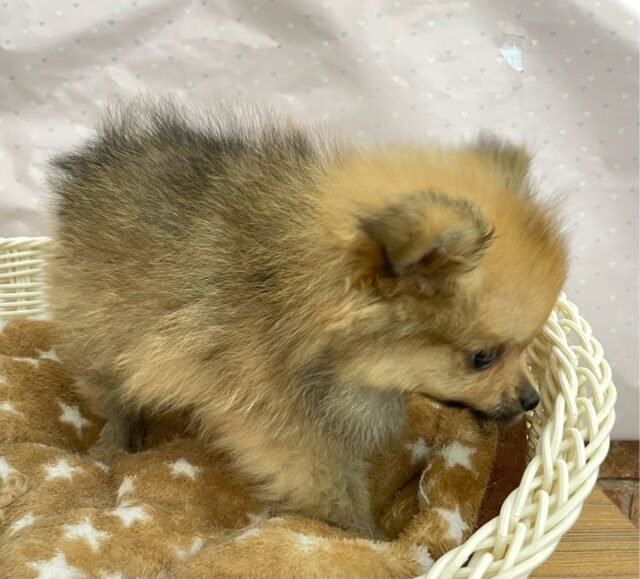 ポメラニアン