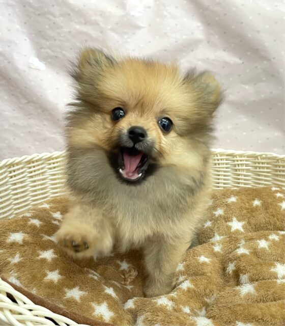 ポメラニアン