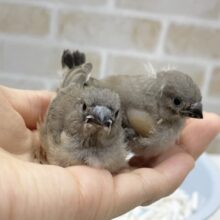 最新画像あり⭐️元気いっぱい！キンカチョウ