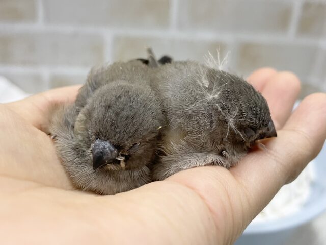 錦花鳥（キンカチョウ）