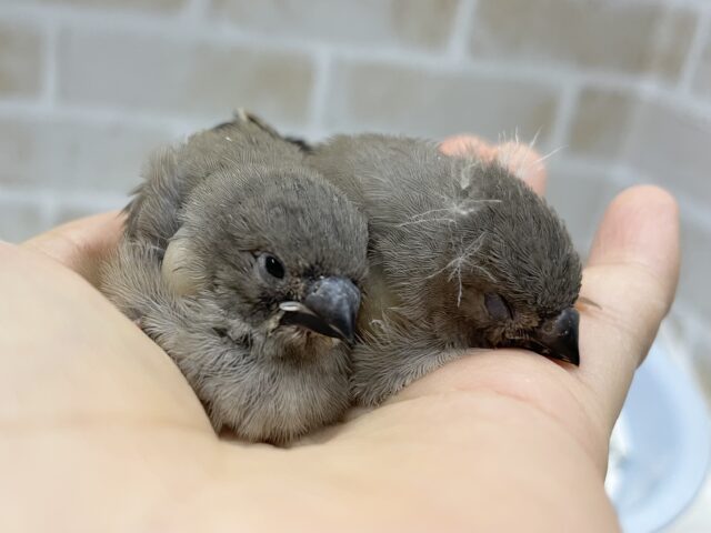 錦花鳥（キンカチョウ）