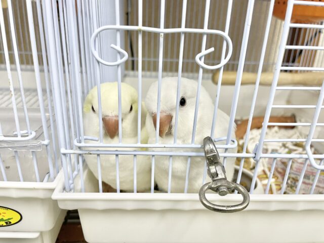 オキナインコ