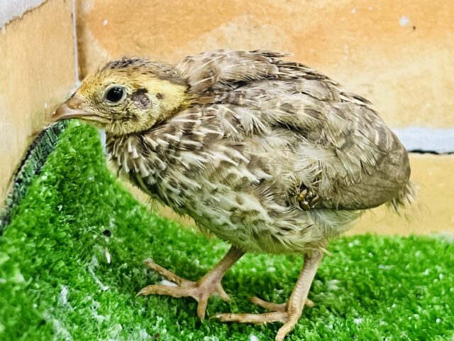 ヒメウズラ