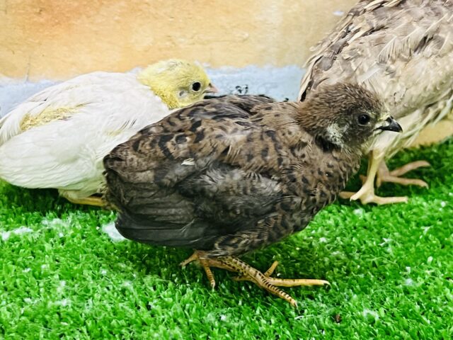 ヒメウズラ
