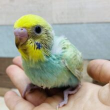 パッチリおめめのグイグイ系⁉️エメラルドグリーン✨の素敵なセキセイインコ（パステルカラーレインボー）🌈