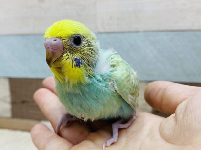 パッチリおめめのグイグイ系⁉️エメラルドグリーン✨の素敵なセキセイインコ（パステルカラーレインボー）🌈