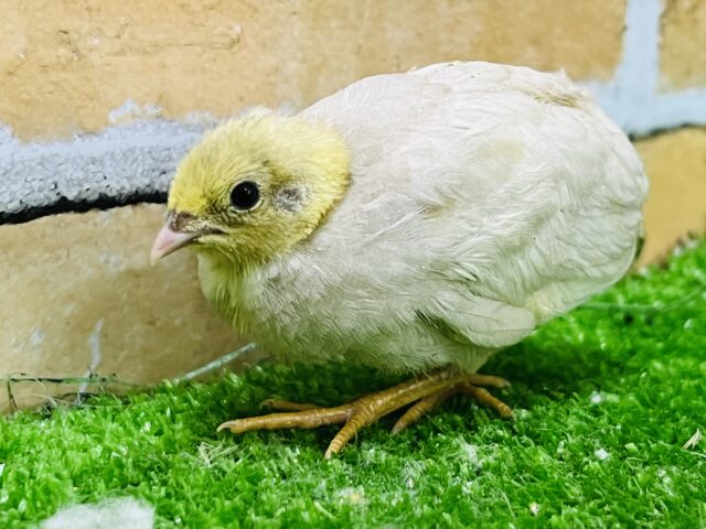 ヒメウズラ