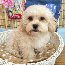 🐾マイペースBOY🐾ハーフ犬(ペキニーズ✖️トイプードル)🩵男の子🩵2025年2月1日生まれ