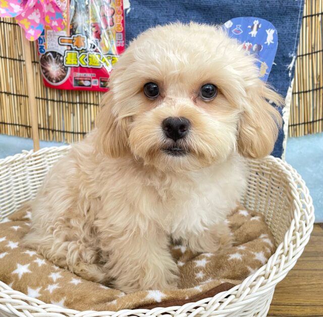 🐾マイペースBOY🐾ハーフ犬(ペキニーズ✖️トイプードル)🩵男の子🩵2025年2月1日生まれ