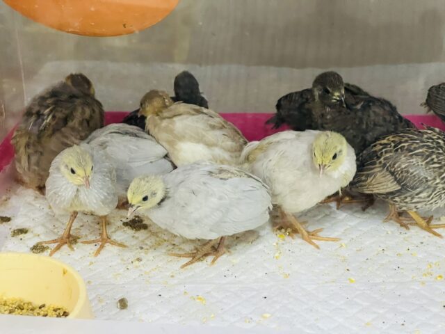 わちゃわちゃ〜‼︎ちょこまかヒメウズラ入舎♡