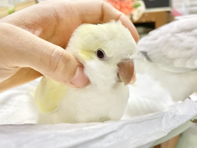 オキナインコ