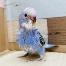 アピール上手に出来ちゃうよ〜✨定番人気のセキセイインコオパーリン‼️