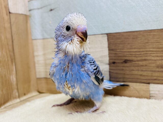 アピール上手に出来ちゃうよ〜✨定番人気のセキセイインコオパーリン‼️