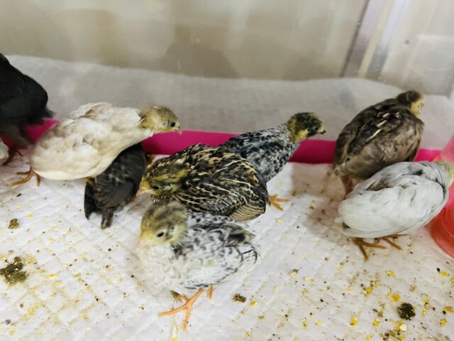 ヒメウズラ