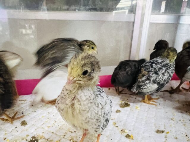 ヒメウズラ